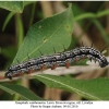 nymphalis xanthomelas larva